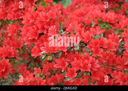 Rouge Rhododendron 'Rustica' en fleur Banque D'Images