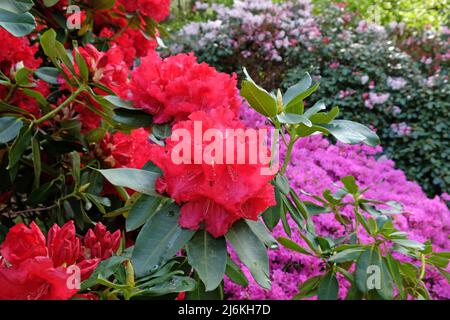 Rhododendron rouge vif 'Markeeta's Prize' en fleur Banque D'Images