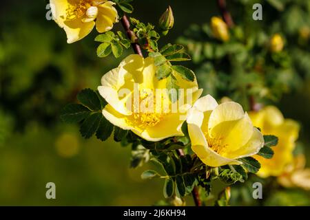 Fleur précoce grand arbuste jaune rose, fleurs uniques de Rosa xanthina var.. Spontanea 'Canary Bird', lauréat du prix RHS du Garden Merit Banque D'Images