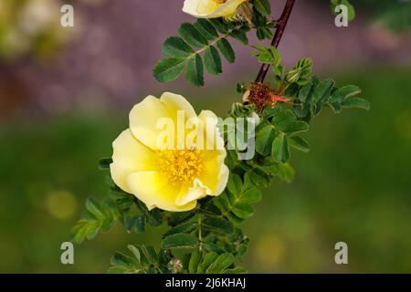 Fleur précoce grand arbuste jaune rose, fleurs uniques de Rosa xanthina var.. Spontanea 'Canary Bird', lauréat du prix RHS du Garden Merit Banque D'Images