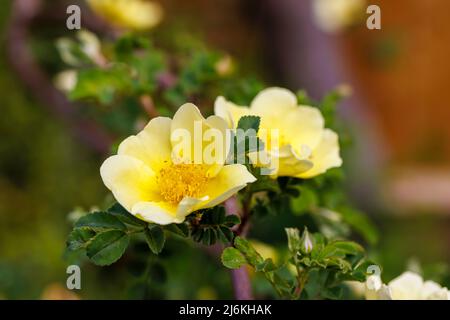 Fleur précoce grand arbuste jaune rose, fleurs uniques de Rosa xanthina var.. Spontanea 'Canary Bird', lauréat du prix RHS du Garden Merit Banque D'Images