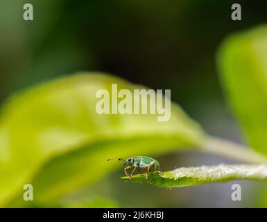 Un petit charançon vert métallique brillant (vers 5mm), Polydrusus formosus, sur la feuille d'un pommier dans un jardin au printemps à Surrey, au Royaume-Uni Banque D'Images