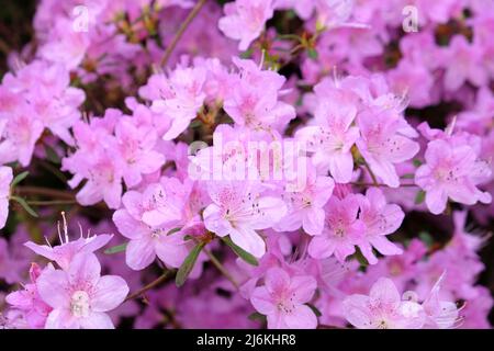 Azalée coréenne rose pâle en fleur Banque D'Images