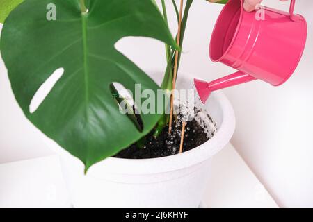 Un homme arrose une plante de monstère à partir d'un arrosoir. Soin des plantes à domicile. Banque D'Images