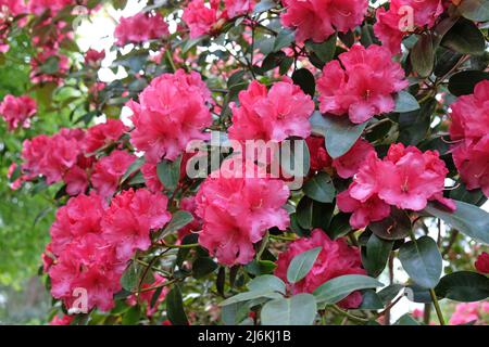 Rose Rhododendron 'Wilgen's surprise' en fleur Banque D'Images