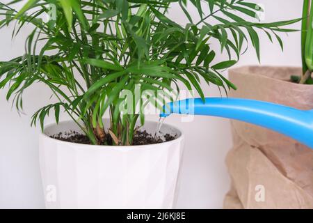 Un homme arrose une plante de palmier à partir d'un arrosoir. Soin des plantes à domicile. Banque D'Images