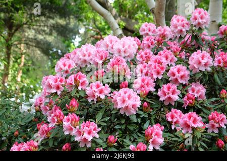 Rose et blanc Rhododendron 'Hydon Dawn' en fleur Banque D'Images