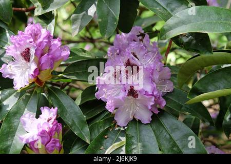 Violet Rhododendron 'Blue Jay' en fleur. Banque D'Images