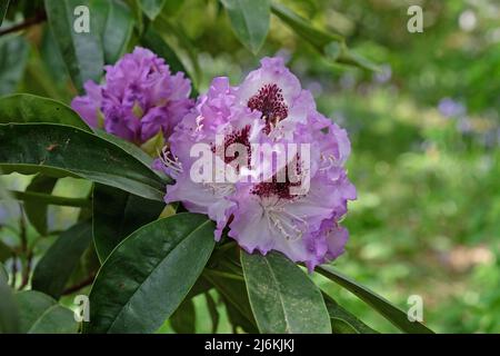 Violet Rhododendron 'Blue Jay' en fleur. Banque D'Images