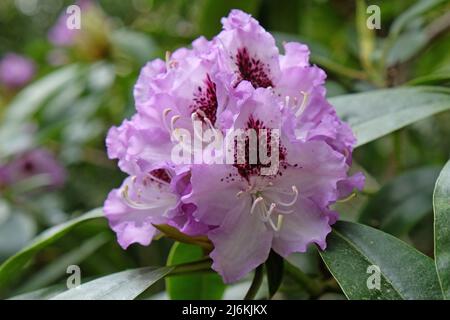 Violet Rhododendron 'Blue Jay' en fleur. Banque D'Images