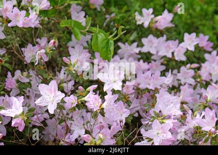 Rose pâle Rhododendron 'mucronatum' en fleur. Banque D'Images