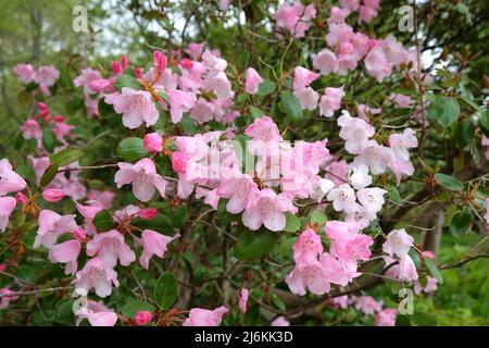 Rhododendrons roses ÔBrocadeÕ en fleur Banque D'Images