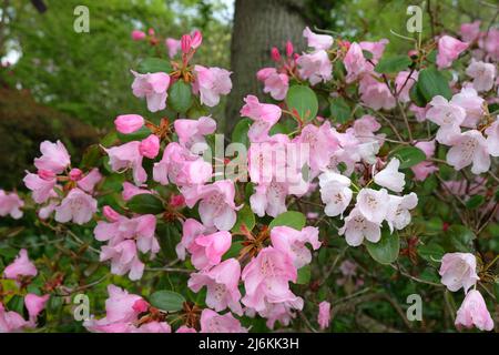 Rhododendrons roses ÔBrocadeÕ en fleur Banque D'Images