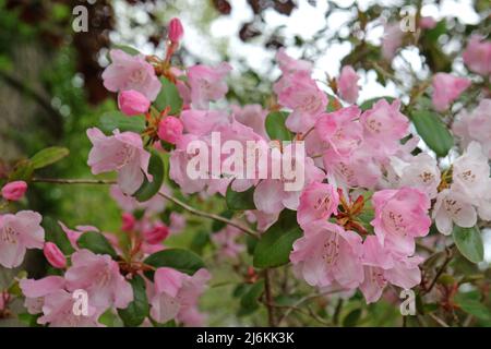 Rhododendrons roses ÔBrocadeÕ en fleur Banque D'Images