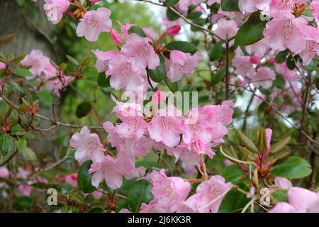 Rhododendrons roses ÔBrocadeÕ en fleur Banque D'Images