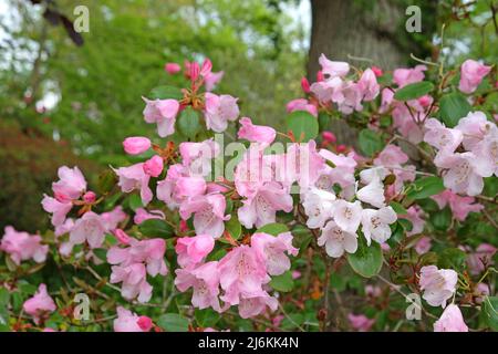 Rhododendrons roses ÔBrocadeÕ en fleur Banque D'Images