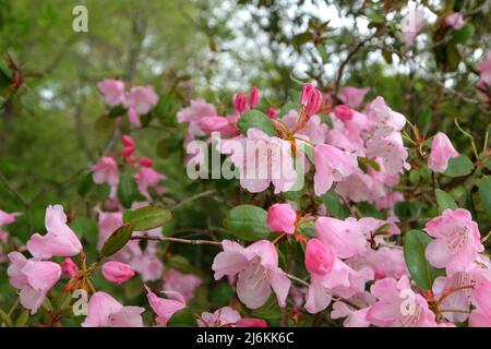 Rhododendrons roses ÔBrocadeÕ en fleur Banque D'Images