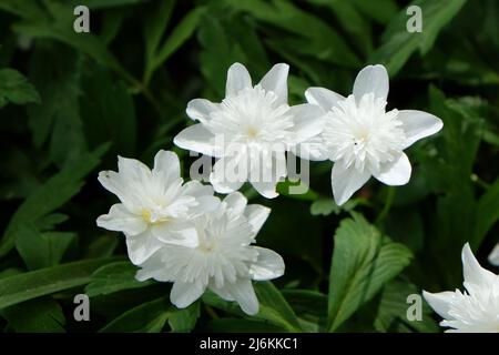 Ô VestalÕ blanc en bois double anémone en fleur Banque D'Images