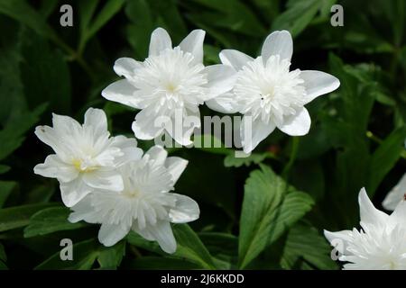 Ô VestalÕ blanc en bois double anémone en fleur Banque D'Images