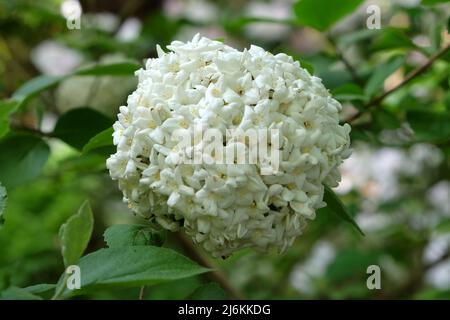 Viburnum opulus roseum ÔsnowballÕ en fleur. Banque D'Images