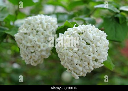Viburnum opulus roseum ÔsnowballÕ en fleur. Banque D'Images