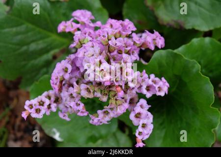 Bergenia de feuilles de coeur en fleur. Banque D'Images