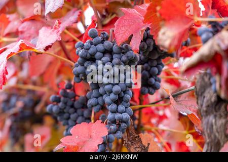 Raisins bleus Alibernet en automne vignoble, Moravie du Sud, République Tchèque Banque D'Images