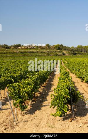 Vignoble typique près de Vacqueyras, Côtes du Rhône, France Banque D'Images