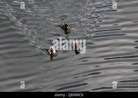 Trois canards sauvages ou canards colverts ou Anas platyrhynchos de taille moyenne, des canards monomâles et deux canards femelles nageant en formation Banque D'Images