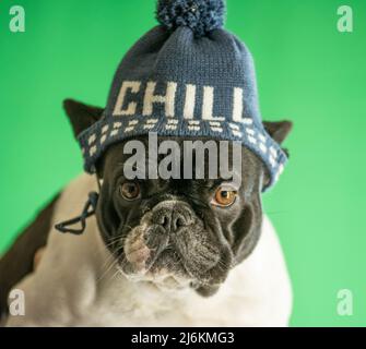 Portrait d'un Bulldog français portant un chapeau de vacances. Banque D'Images