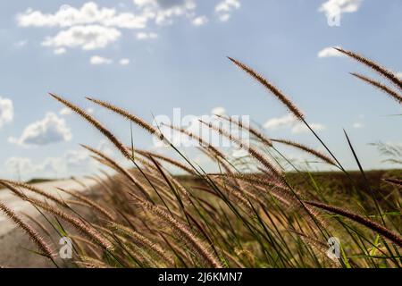 Goias, Brésil – 30 avril 2022 : détail d'une autoroute avec asphalte et beaucoup d'herbe et de ciel bleu avec quelques nuages. Banque D'Images