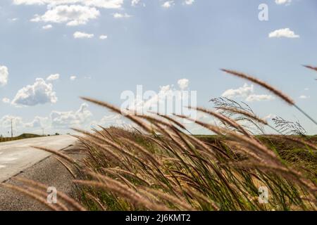 Goias, Brésil – 30 avril 2022 : détail d'une autoroute avec asphalte et beaucoup d'herbe et de ciel bleu avec quelques nuages. Banque D'Images