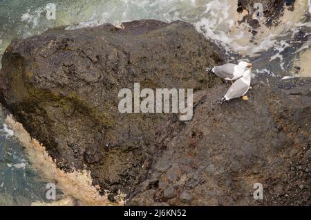 Goélands à pattes jaunes Larus michaellis atlantis. Alajero. La Gomera. Îles Canaries. Espagne. Banque D'Images