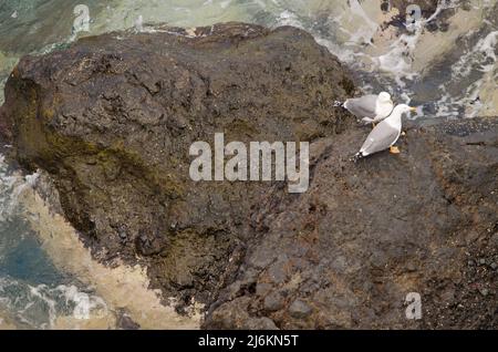 Goélands à pattes jaunes Larus michaellis atlantis. Alajero. La Gomera. Îles Canaries. Espagne. Banque D'Images