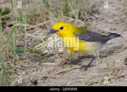 Paruline orangée (Protonotaria citrea), femelle collectant du matériel de nidification, parc régional de Brazos Bend, Needville, Texas, États-Unis. Banque D'Images