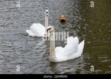 Gracieux blanc deux cygnes nageant dans le lac, cygnes dans la nature. Banque D'Images