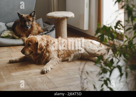 Deux chiens reposant sur le sol animaux amis à la maison attendant l'homme. Grands chiens Golden Retriever, German Shepperd Together la vie avec les animaux dans plat Banque D'Images