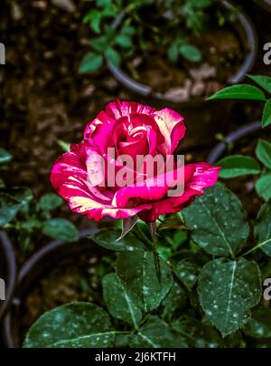 Tête d'une demi-rose blanc cramoisi ouverte avec des feuilles vertes sur un petit renflement d'un petit Bush dans un pot en plastique dans le jardin Banque D'Images