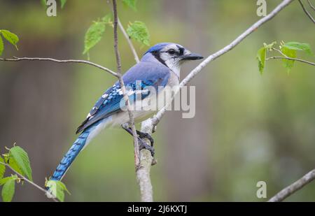 Geai bleu assis sur une branche de pomme de crabe avec fond vert Banque D'Images