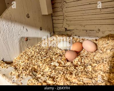 Regroupement d'œufs de poulet frais dans une aire de nidification d'une cage libre de coop. Banque D'Images