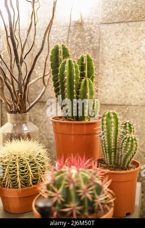 Cactus et plantes succulentes dans la pépinière en pot debout sur des étagères. Croissance des plantes de maison pour la maison. Banque D'Images