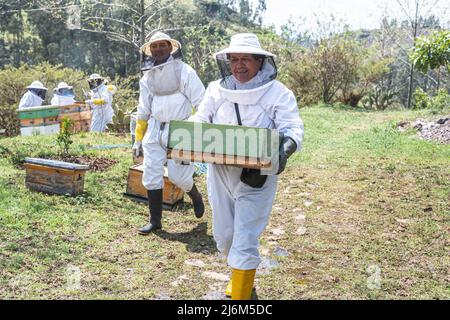 Groupe d'apiculteurs transportant des nids d'abeilles à partir d'abeilles dans le champ Banque D'Images