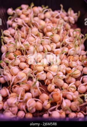 Les petits pois violets micro-verts s'enroulent dans un plateau ou un récipient sous la lampe Banque D'Images