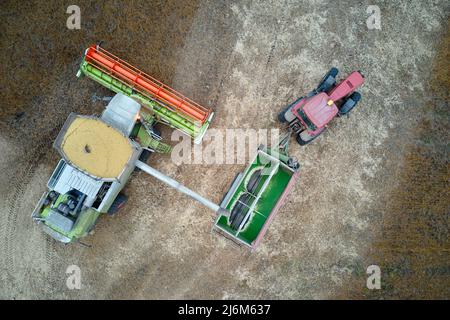 Vue aérienne de la moissonneuse-batteuse déchargeant le grain dans une remorque de chargement travaillant pendant la saison de récolte sur un grand champ de blé mûr. Agriculture et Banque D'Images