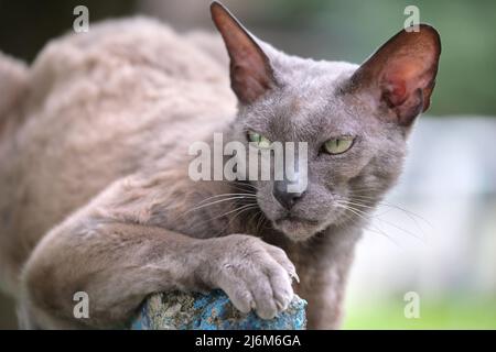 Grand gris Angry look Sphinx race chat errant reposant sur la steet en plein air en été Banque D'Images