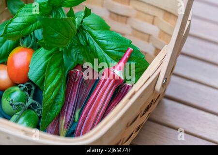 Légumes et herbes de jardin biologiques fraîchement cueillis, tomates, okra et basilic dans un panier de bois, un mode de vie sain. Banque D'Images