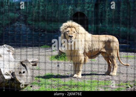 Un lion blanc vu dans une cage dans un zoo. Dans la nuit du 13 avril 2022, les lions blancs Mufasa et Nola de l'Écopark de Kharkiv ont été emmenés au zoo d'Odessa. En raison d'être dans une pièce exiguë (les enclos ont été endommagés par des bombardements), les lions étaient dans un état terrible, épuisés et stressés. Mais en 2 semaines, Mufasa et Nola se sont rétablies rapidement, tant physiquement que psychologiquement. Le 30 avril 2022, le « Festival des Lions blancs » a eu lieu au zoo d'Odessa, dont les personnages principaux étaient les lions de Kharkiv sauvés. Banque D'Images