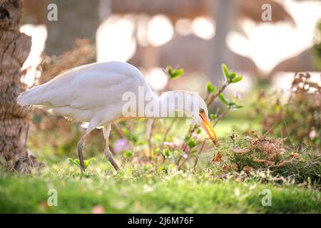 Oiseau sauvage d'aigrette de bétail blanc, également connu sous le nom de Bubulcus ibis, marchant sur une pelouse verte en été Banque D'Images