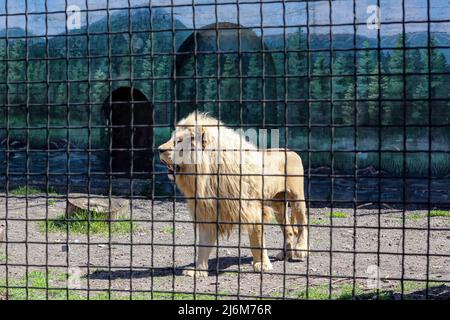 Un lion blanc vu dans une cage dans un zoo. Dans la nuit du 13 avril 2022, les lions blancs Mufasa et Nola de l'Écopark de Kharkiv ont été emmenés au zoo d'Odessa. En raison d'être dans une pièce exiguë (les enclos ont été endommagés par des bombardements), les lions étaient dans un état terrible, épuisés et stressés. Mais en 2 semaines, Mufasa et Nola se sont rétablies rapidement, tant physiquement que psychologiquement. Le 30 avril 2022, le « Festival des Lions blancs » a eu lieu au zoo d'Odessa, dont les personnages principaux étaient les lions de Kharkiv sauvés. Banque D'Images