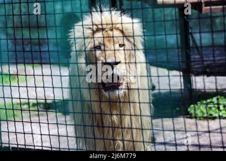 Un lion blanc vu dans une cage dans un zoo. Dans la nuit du 13 avril 2022, les lions blancs Mufasa et Nola de l'Écopark de Kharkiv ont été emmenés au zoo d'Odessa. En raison d'être dans une pièce exiguë (les enclos ont été endommagés par des bombardements), les lions étaient dans un état terrible, épuisés et stressés. Mais en 2 semaines, Mufasa et Nola se sont rétablies rapidement, tant physiquement que psychologiquement. Le 30 avril 2022, le « Festival des Lions blancs » a eu lieu au zoo d'Odessa, dont les personnages principaux étaient les lions de Kharkiv sauvés. Banque D'Images